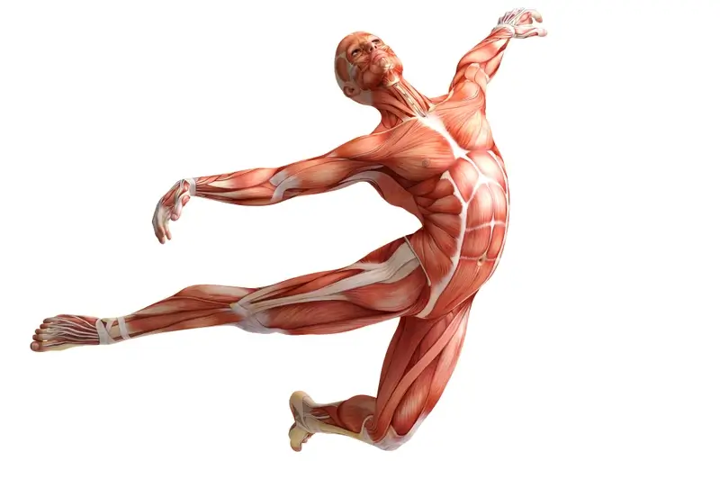 Muskeln-Anatomie
